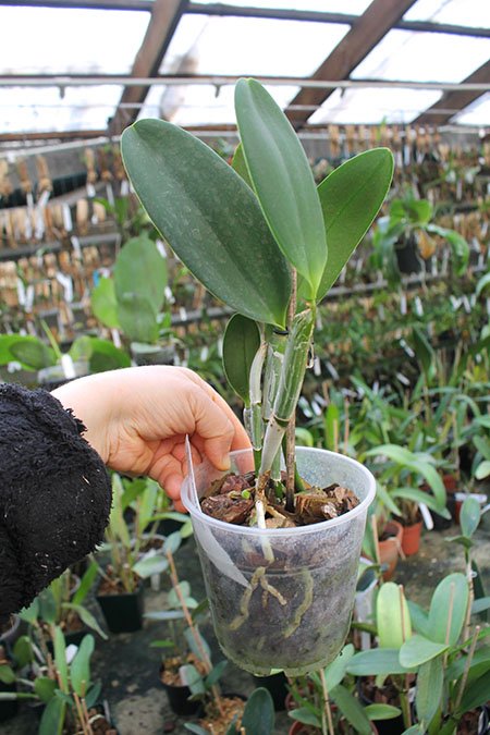 Cattleya dolosa var alba.jpg