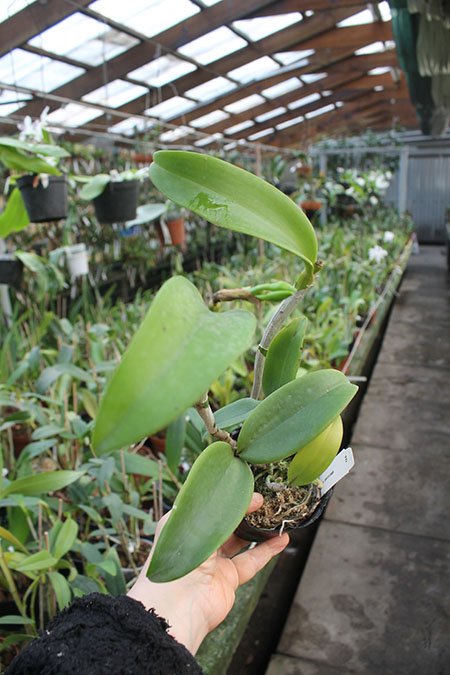 Cattlianthe Siamese Doll 'Kiwi'.jpg