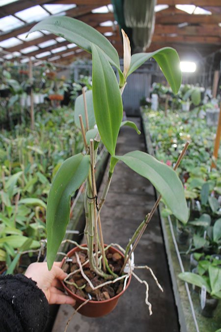 Cattleya schofieldiana 'Potira' x schofieldiana 'Janaína'.jpg