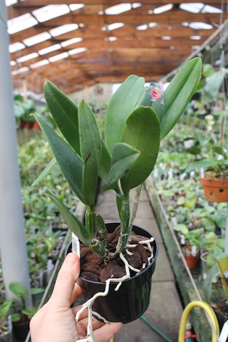 Cattleya violacea semi-alba x sib.jpg