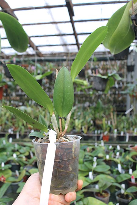 Cattleya loddigesii alba 'Z-492' x Brassavola glauca.jpg