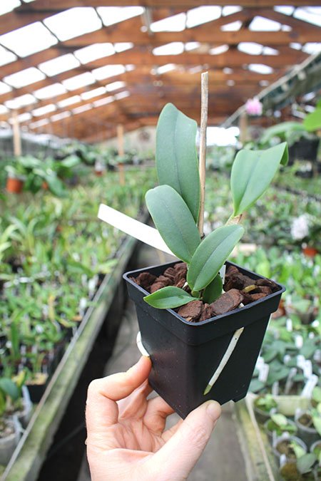 Cattleya Whitei alba (warneri alba x schilleriana alba).jpg