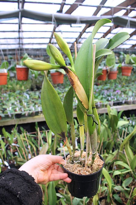 Rhyncholaeliocattleya Chaveewan Sunset.jpg