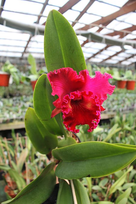 Rhyncholaeliocattleya Ahchung Ruby 'Siam'.jpg