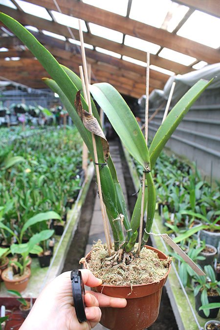 Cattleya mossiae yellow lip x coerulea 'Pablo'.jpg
