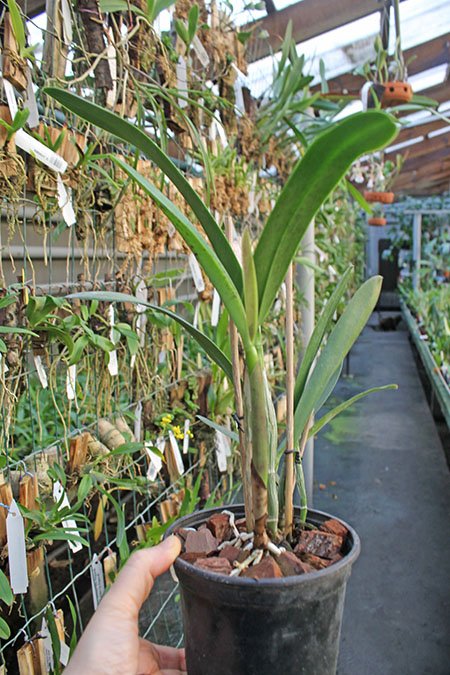 Laelia Zip (tenebrosa x milleri).jpg