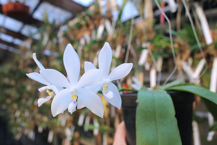 Phalaenopsis (speciosa 'All Purple' x Tzu Chiang Tetralitz).jpg