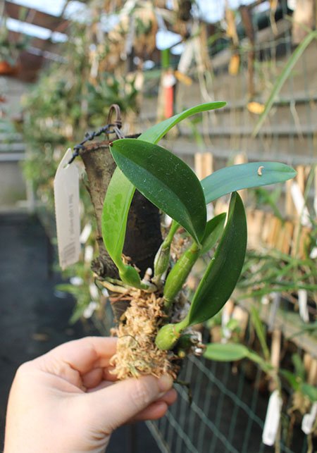 Laelia dayana tipo x self.jpg