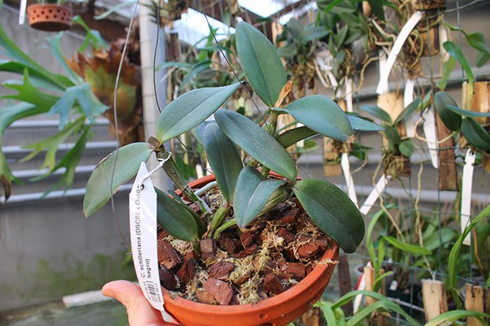 Cattleya schilleriana (DSC08 x Ouro Negro).jpg