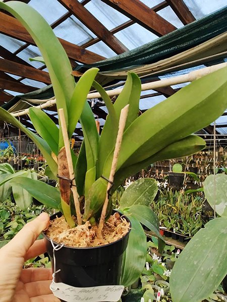 Rhyncholaeliocattleya Haadyai Delight x Cattleya Tainan City.jpg