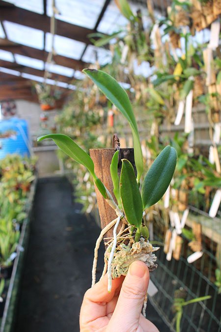 Laelia praestans ('Lena' x 'Edelweiss').jpg