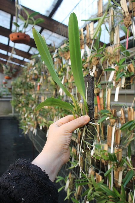 Cattleya trianae concolor 'Orion'.jpg
