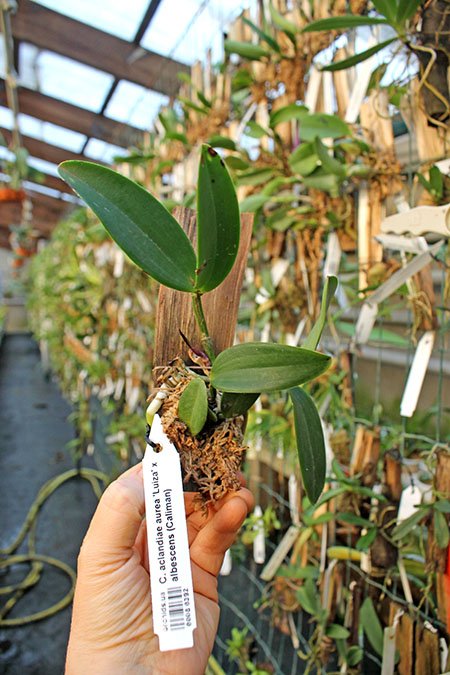 Cattleya aclandiae aurea 'Luiza' x albescens (Caliman).jpg