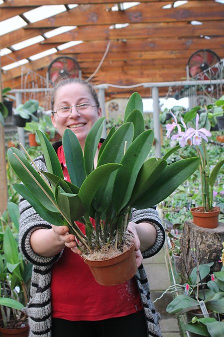 Rhyncholaeliocattleya Hey Song.jpg