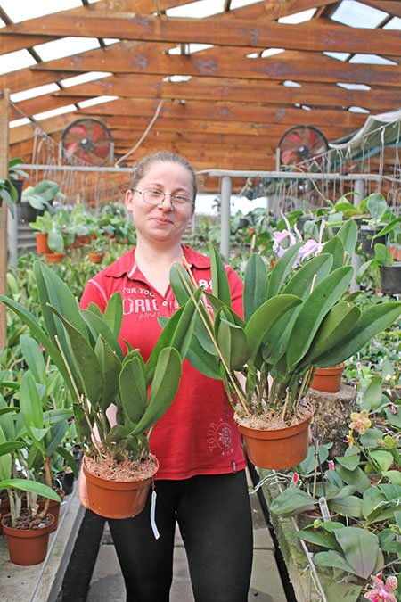 Rhyncholaeliocattleya Hey Song.jpg