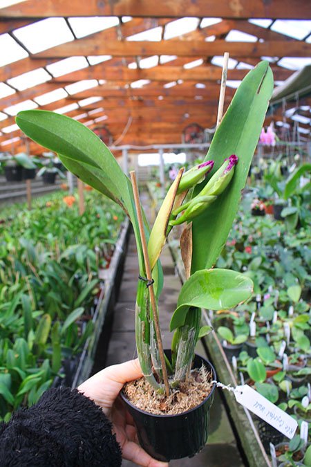Rhyncholaeliocattleya Crystal Wall.jpg