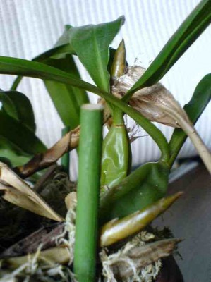Coelogyne.jpg
