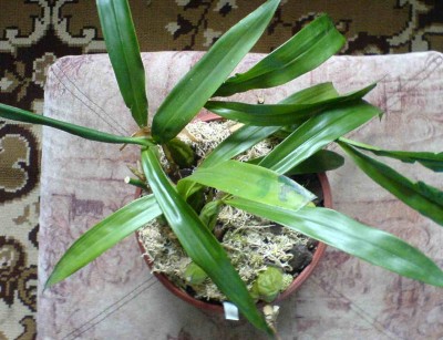 Coelogyne1.jpg