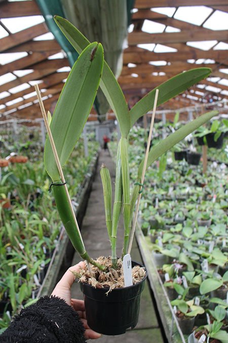 Cattleya maxima tall.jpg