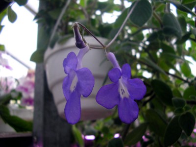 Первые цветочки :-)