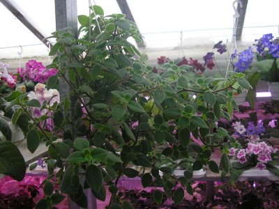 Растение целиком