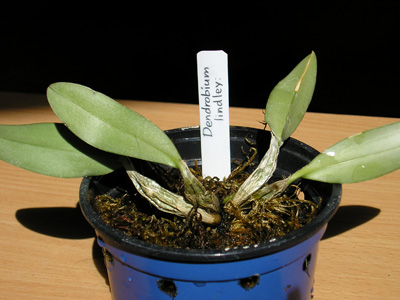 Вот такой dendrobium