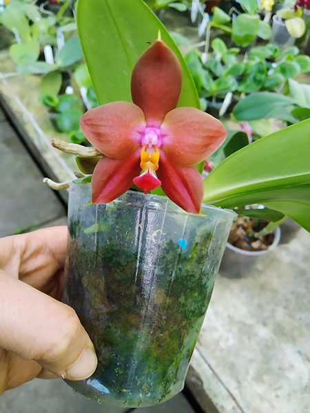 Phalaenopsis LD Bellina Eagle 'Red' x Mituo Princess 'YR'.jpg