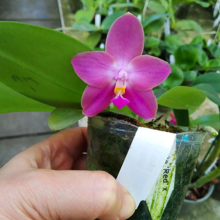 Phalaenopsis LD Bellina Eagle 'Red' x Mituo Princess 'YR'.jpg