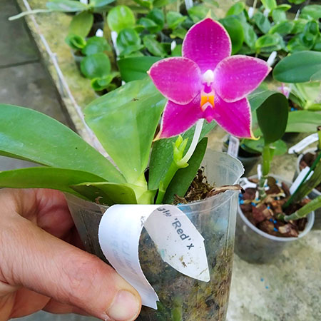 Phalaenopsis LD Bellina Eagle 'Red' x Mituo Princess 'YR'.jpg