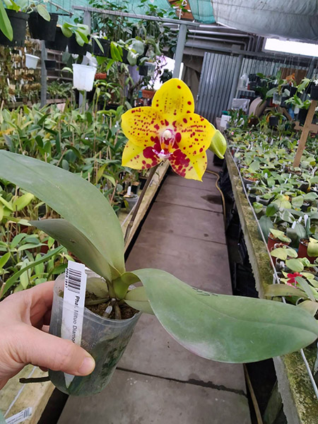 Phalaenopsis Mituo Diamond 'DT Sun'.jpg