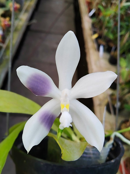 Phalaenopsis speciosa coerulea ('Su's Bluish' x 'Su's Coffee Candy').jpg