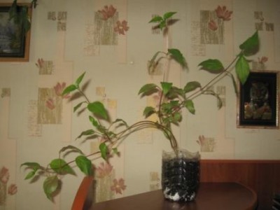 -бора взрослая.jpg