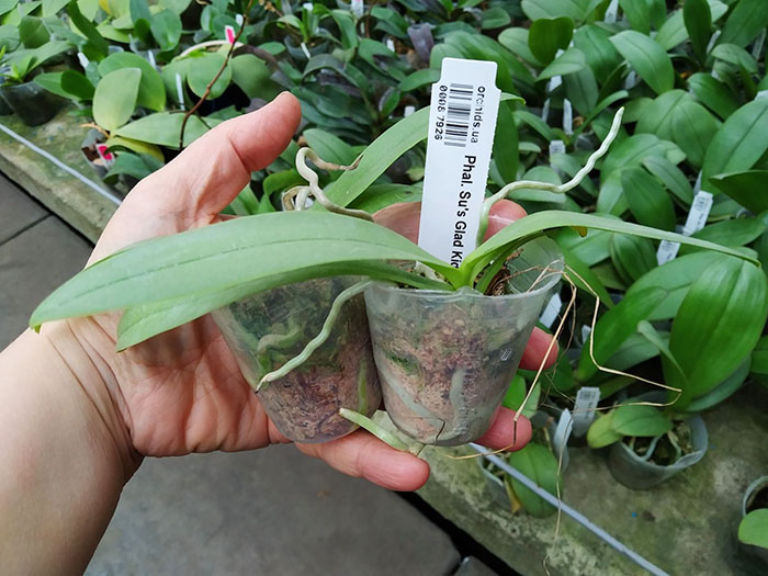 Phalaenopsis Su's Glad Kid.jpg