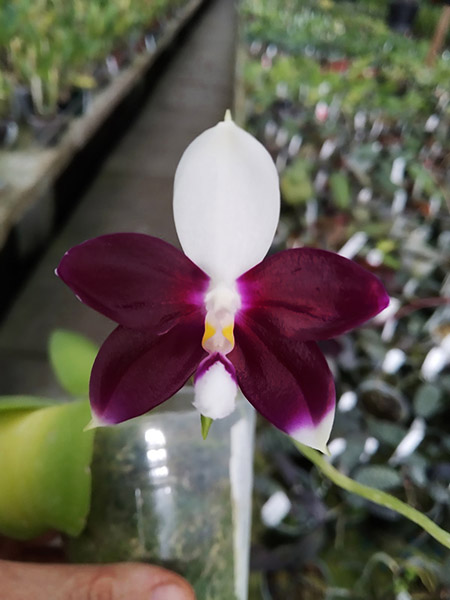 Phalaenopsis (speciosa 'coffee&blue' x YangYang Blueberry).jpg