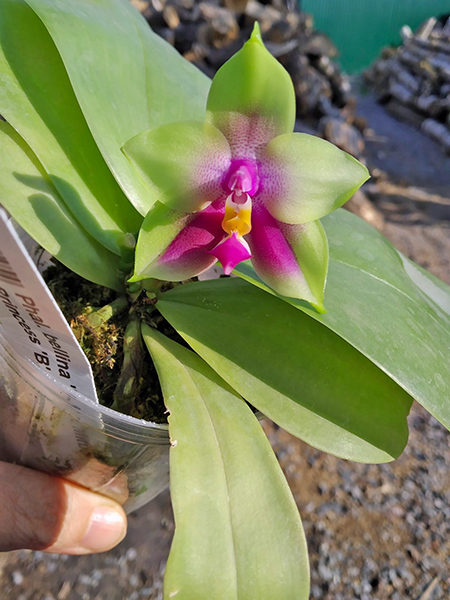 Phalaenopsis bellina 'B-1' x Mituo Princess 'B'.jpg