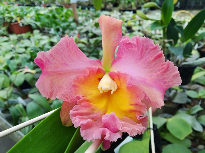 Rhyncholaeliocattleya Chaweewan Sunset '#1'.jpg