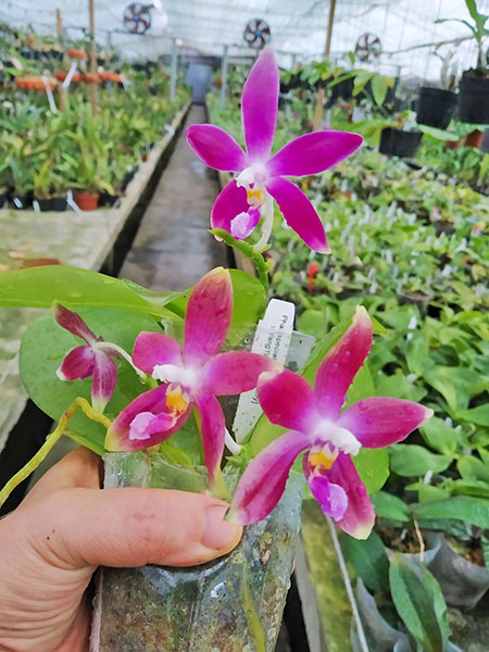 Phalaenopsis (speciosa 'coffee&blue' x YangYang Blueberry).jpg