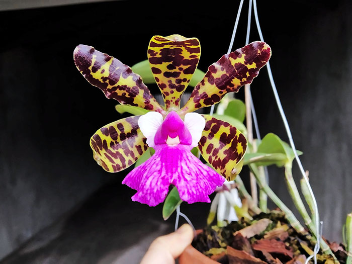 Cattleya aclandiae.jpg