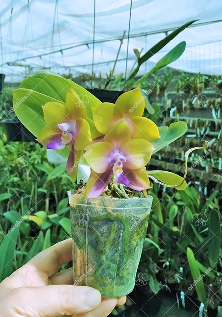 Phalaenopsis Mituo Prince 'Chin Ming'.jpg