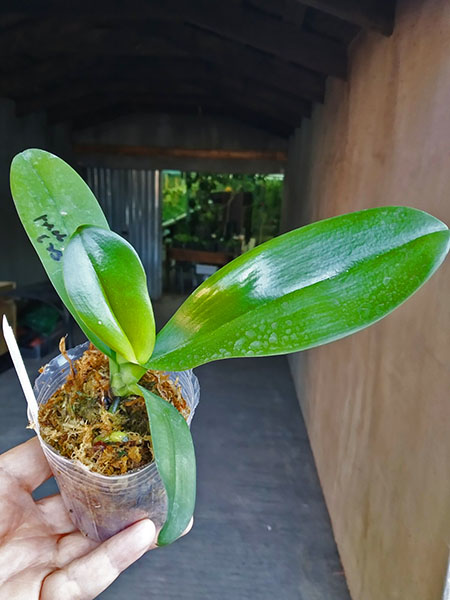 Phalaenopsis Mituo Diamond 'Panda'.jpg