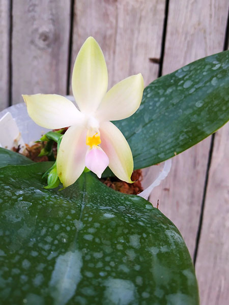 Phalaenopsis bellina pink.jpg