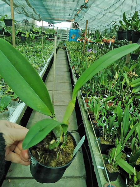 Cattleya rex (M1).jpg