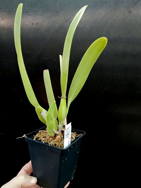 Cattleya mossiae x self.jpg