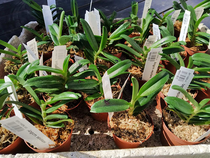 Angraecum equitans.jpg