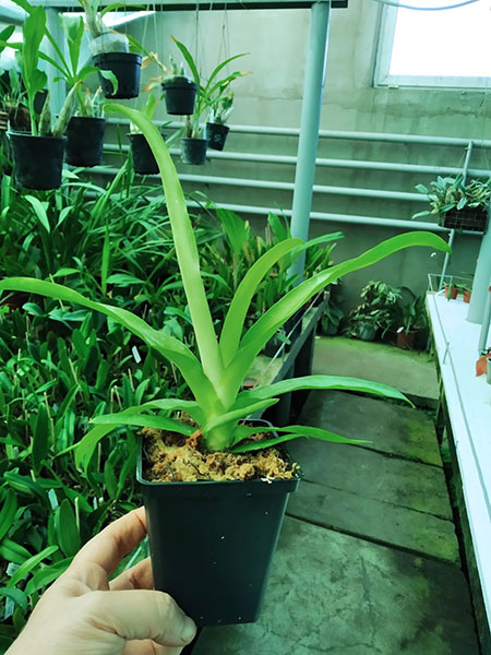 Aeranthes grandiflora.jpg