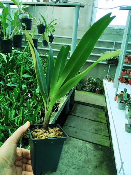 Aeranthes ramosa.jpg