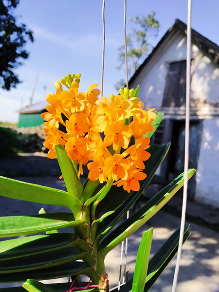 Ascocentrum miniatum.jpg