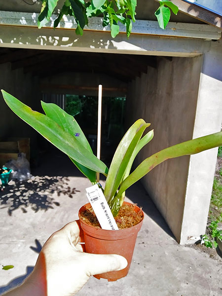 Bulbophyllum Krairit Vejvarut.jpg