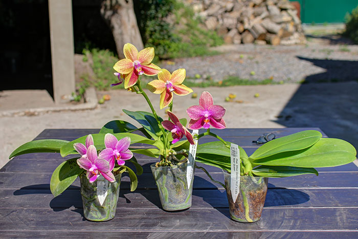 Phalaenopsis Mituo Golden 'M-2' x Ld's Bear Queen.jpg