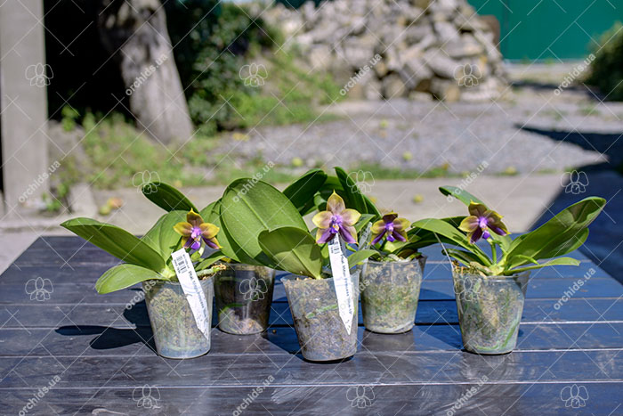 Phalaenopsis Mituo Princess 'Blue-10'.jpg